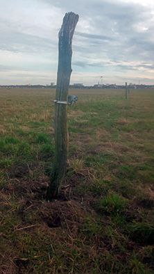Tree on Tempelhof